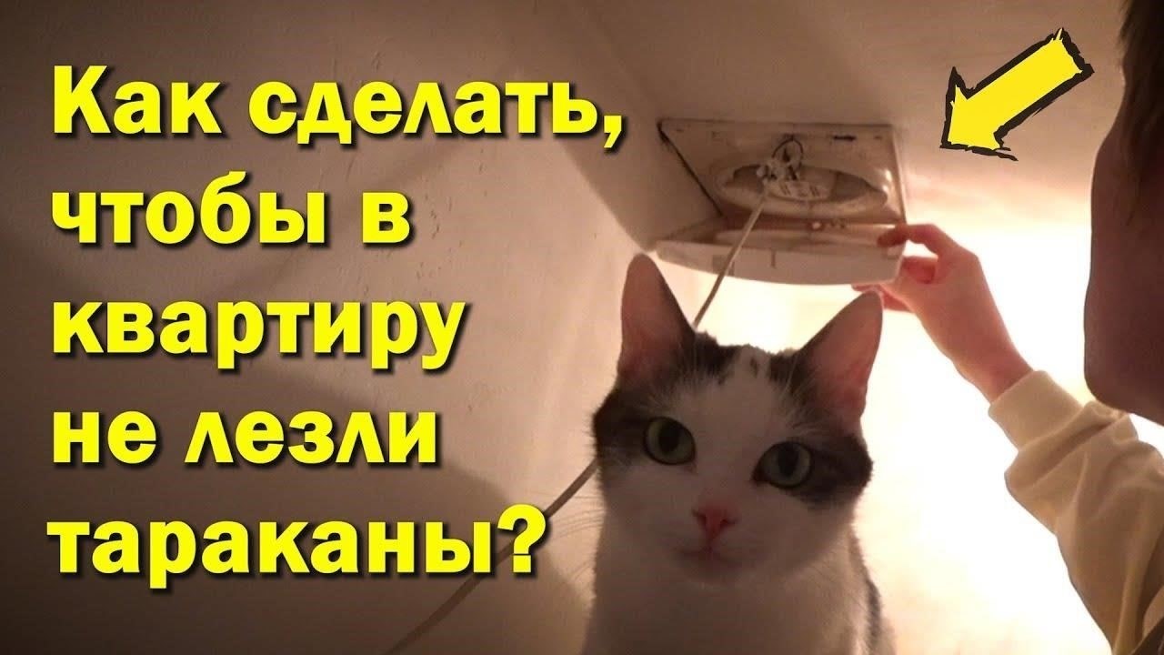 Кто платит за борьбу с тараканами: Арендатор или арендодатель?