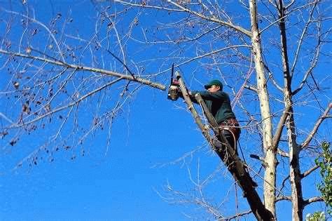 Роль государственных органов в борьбе с незаконной вырубкой деревьев и поддержке граждан