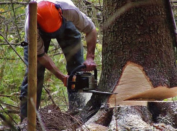 Как определить незаконную вырубку деревьев и собрать необходимые доказательства