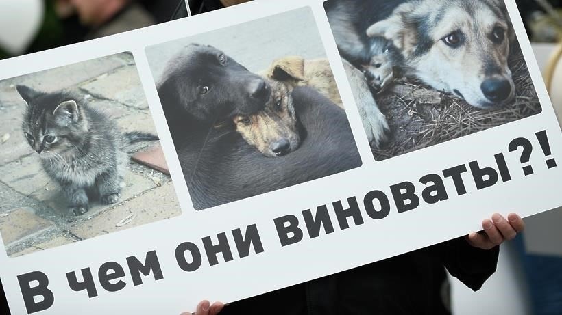 Распространенные формы жестокого обращения с животными в Москве: Как они проявляются